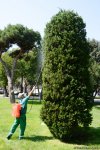 Bakı bulvarının görünməyən həyatı – unikal kadrlar (ÖZƏL) (FOTO)