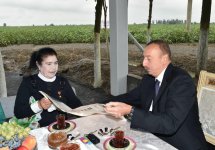 Prezident İlham Əliyev Sabirabadda pambıq sahəsi ilə tanış olub (FOTO) (YENİLƏNİB)
