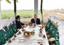 Prezident İlham Əliyev Sabirabadda pambıq sahəsi ilə tanış olub (FOTO) (YENİLƏNİB)
