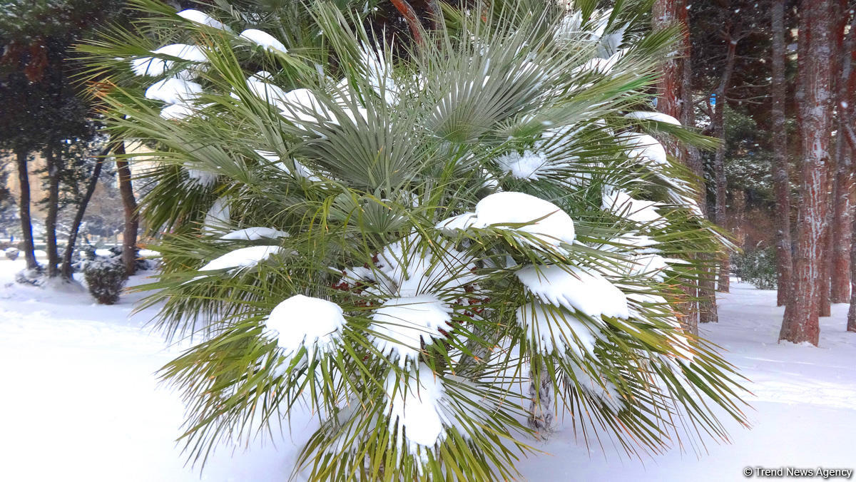Temperatur 5 dərəcə enəcək, güclü külək əsəcək, qar yağacaq