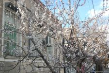 Baharın bir anı - Gəncədə (FOTO)