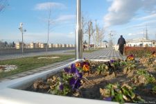 Baharın bir anı - Gəncədə (FOTO)