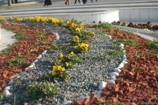 Baharın bir anı - Gəncədə (FOTO)