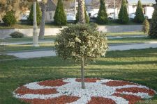 Baharın bir anı - Gəncədə (FOTO)