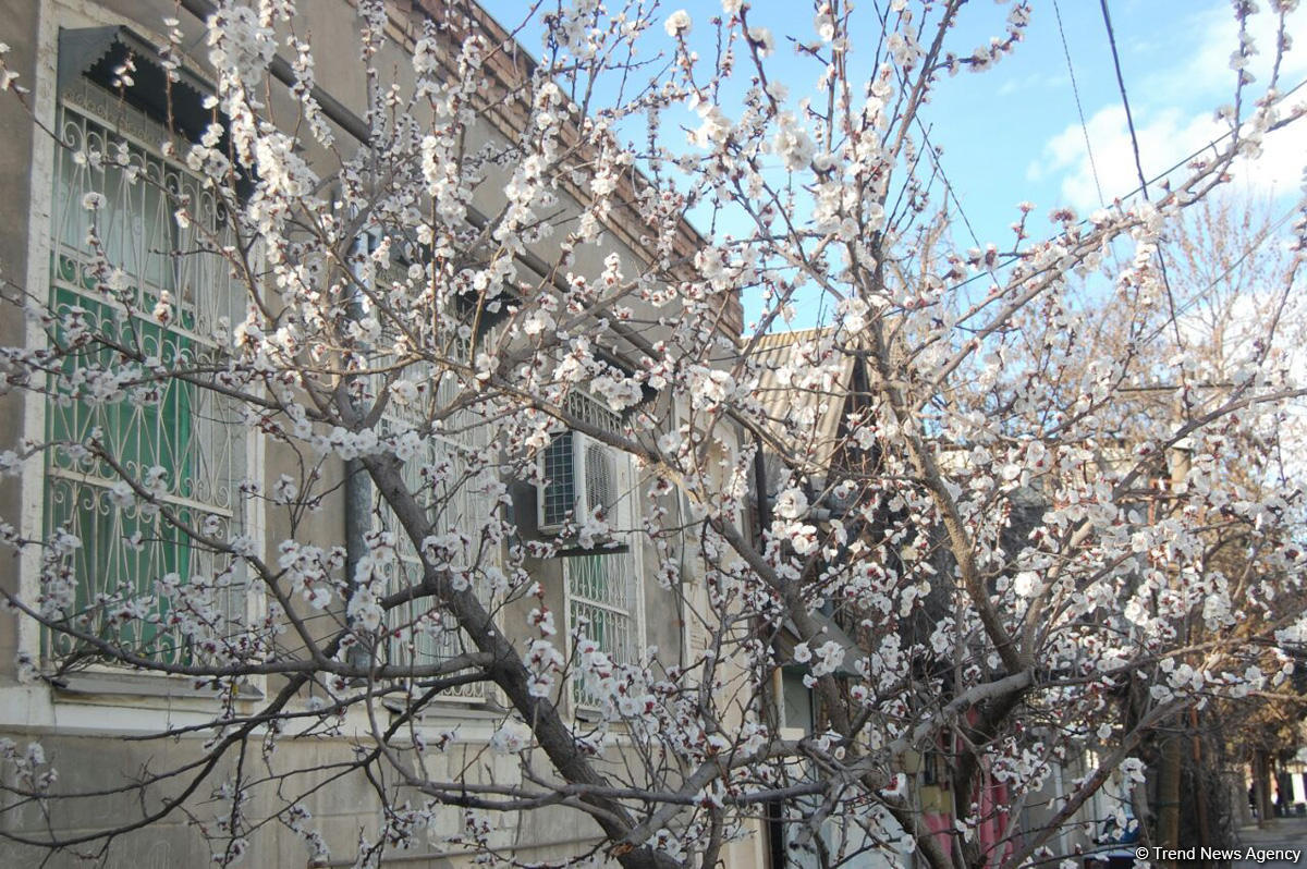 Baharın bir anı - Gəncədə (FOTO)