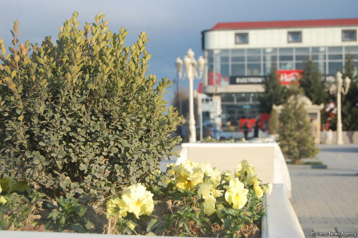 Baharın bir anı - Gəncədə (FOTO)