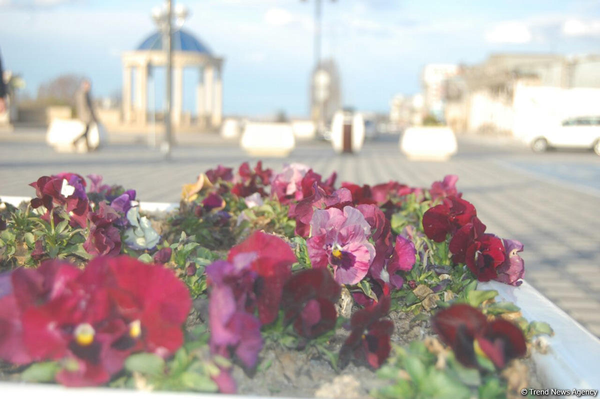 Baharın bir anı - Gəncədə (FOTO)