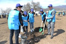 Leyla Əliyeva İsmayıllıda aztəminatlı ailələr üçün meyvə bağlarının salınmasında iştirak edib (FOTO)