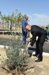 Prezident İlham Əliyev və xanımı ulu öndər Heydər Əliyevin doğum gününə həsr olunan ağacəkmə aksiyasında iştirak ediblər (YENİLƏNİB) (FOTO)