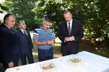 Prezident İlham Əliyev Qaxda kənd sakininin fındıqçılıq təsərrüfatında yaradılan şəraitlə tanış olub (FOTO)