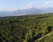 Prezident İlham Əliyev Qaxda kənd sakininin fındıqçılıq təsərrüfatında yaradılan şəraitlə tanış olub (FOTO)