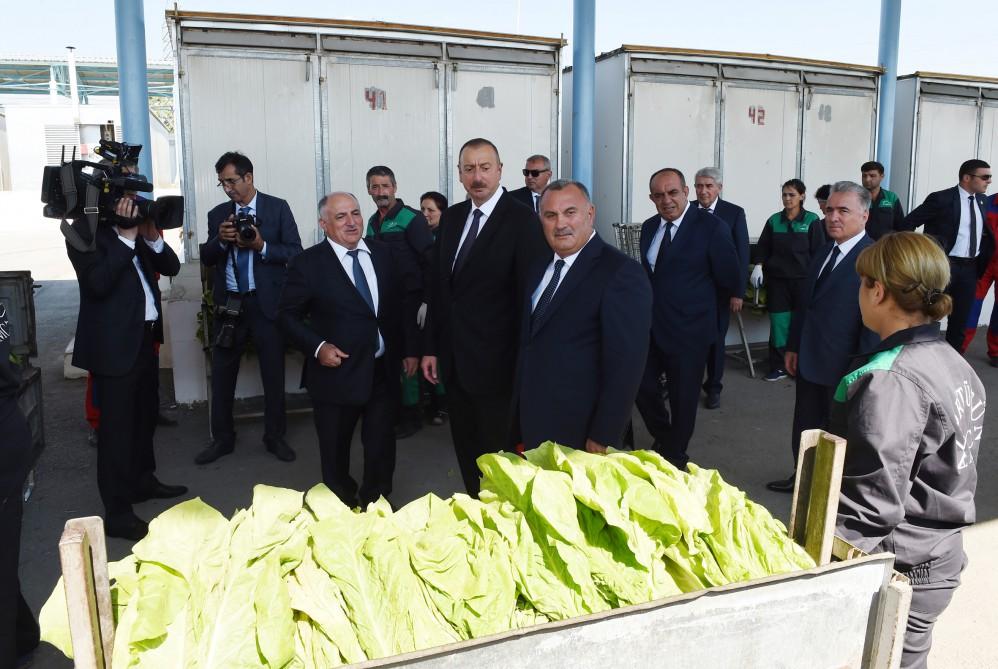 Prezident İlham Əliyev Qaxda tütün qəbulu məntəqəsində yaradılan şəraitlə tanış olub (FOTO)
