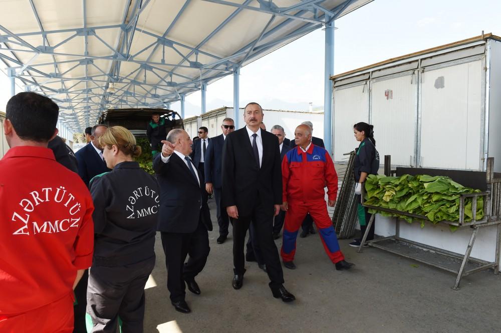 Prezident İlham Əliyev Qaxda tütün qəbulu məntəqəsində yaradılan şəraitlə tanış olub (FOTO)