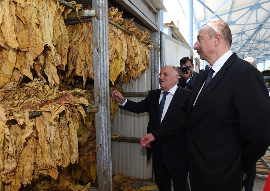 Prezident İlham Əliyev Qaxda tütün qəbulu məntəqəsində yaradılan şəraitlə tanış olub (FOTO)