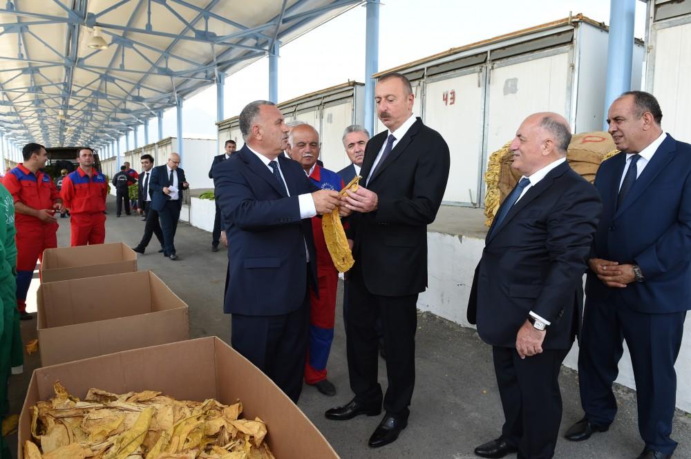 Prezident İlham Əliyev Qaxda tütün qəbulu məntəqəsində yaradılan şəraitlə tanış olub (FOTO)