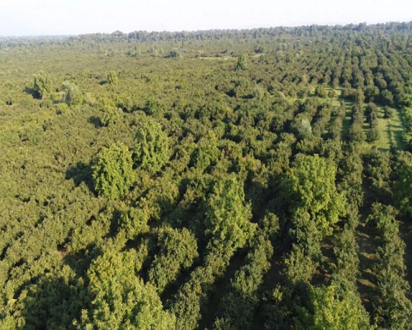 Prezident İlham Əliyev Qaxda kənd sakininin fındıqçılıq təsərrüfatında yaradılan şəraitlə tanış olub (FOTO)