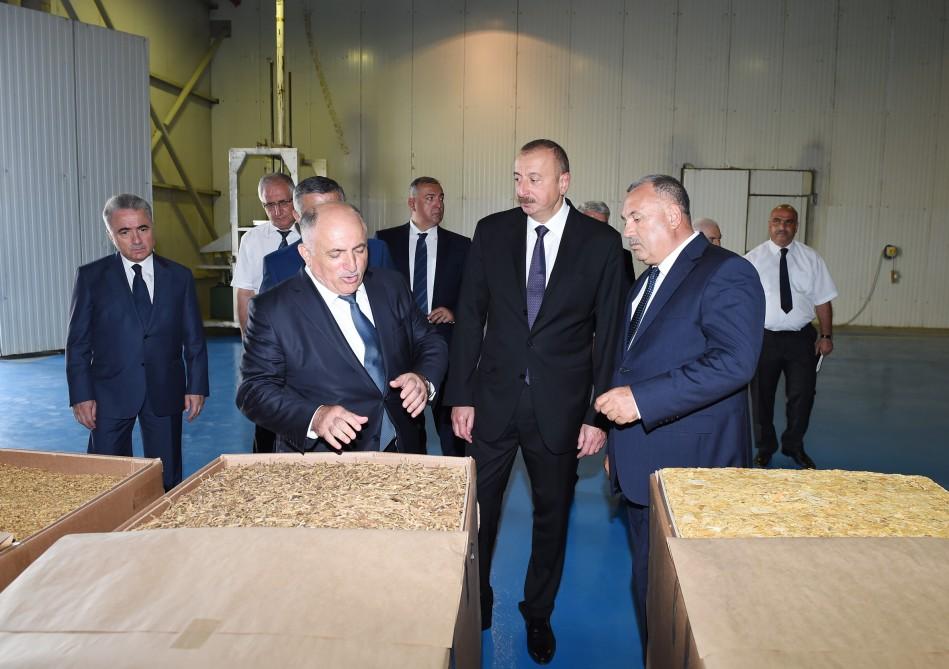 Azərbaycan Prezidenti Zaqatalada tütün emalı zavodunun fəaliyyəti ilə tanış olub (FOTO)