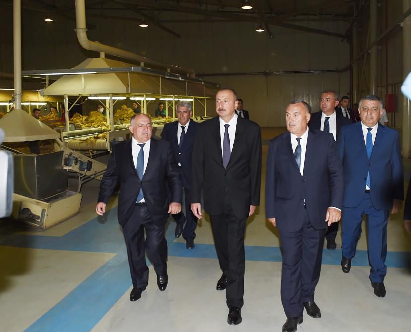 Azərbaycan Prezidenti Zaqatalada tütün emalı zavodunun fəaliyyəti ilə tanış olub (FOTO)