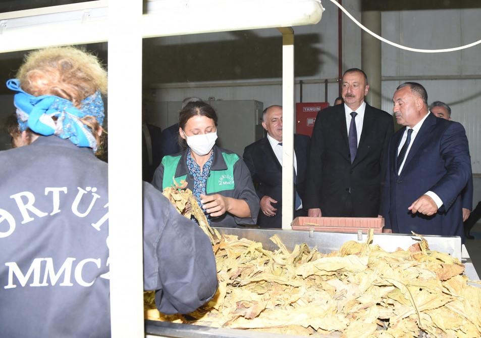 Azərbaycan Prezidenti Zaqatalada tütün emalı zavodunun fəaliyyəti ilə tanış olub (FOTO)