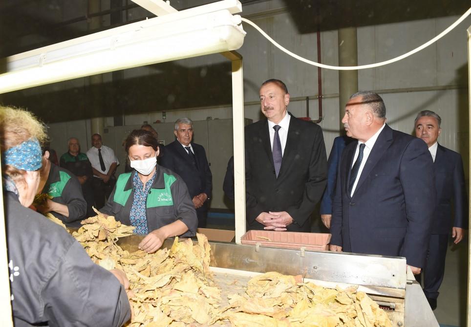 Azərbaycan Prezidenti Zaqatalada tütün emalı zavodunun fəaliyyəti ilə tanış olub (FOTO)