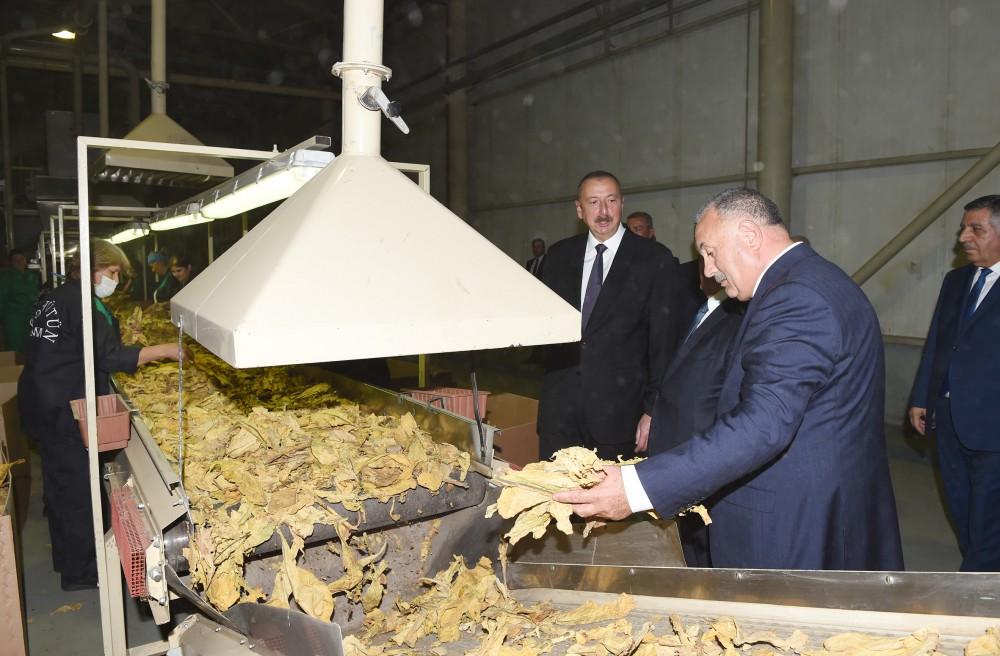 Azərbaycan Prezidenti Zaqatalada tütün emalı zavodunun fəaliyyəti ilə tanış olub (FOTO)