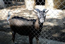 Turistlərin daha çox üz tutduğu məkanlardan biri Bakı Zooparkıdır (FOTO)