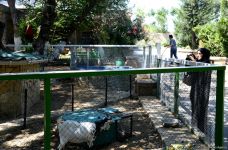 Turistlərin daha çox üz tutduğu məkanlardan biri Bakı Zooparkıdır (FOTO)