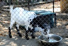 Turistlərin daha çox üz tutduğu məkanlardan biri Bakı Zooparkıdır (FOTO)