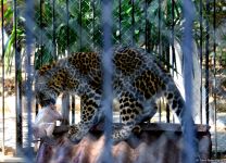 Turistlərin daha çox üz tutduğu məkanlardan biri Bakı Zooparkıdır (FOTO)