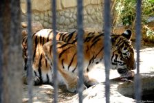 Turistlərin daha çox üz tutduğu məkanlardan biri Bakı Zooparkıdır (FOTO)