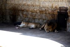 Turistlərin daha çox üz tutduğu məkanlardan biri Bakı Zooparkıdır (FOTO)