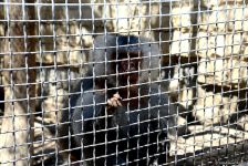 Turistlərin daha çox üz tutduğu məkanlardan biri Bakı Zooparkıdır (FOTO)