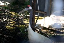 Turistlərin daha çox üz tutduğu məkanlardan biri Bakı Zooparkıdır (FOTO)