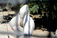 Turistlərin daha çox üz tutduğu məkanlardan biri Bakı Zooparkıdır (FOTO)
