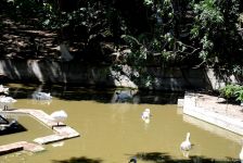 Turistlərin daha çox üz tutduğu məkanlardan biri Bakı Zooparkıdır (FOTO)