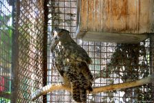 Turistlərin daha çox üz tutduğu məkanlardan biri Bakı Zooparkıdır (FOTO)