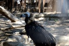 Turistlərin daha çox üz tutduğu məkanlardan biri Bakı Zooparkıdır (FOTO)