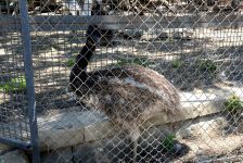 Turistlərin daha çox üz tutduğu məkanlardan biri Bakı Zooparkıdır (FOTO)