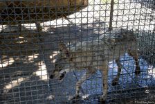 Turistlərin daha çox üz tutduğu məkanlardan biri Bakı Zooparkıdır (FOTO)
