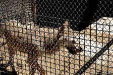 Turistlərin daha çox üz tutduğu məkanlardan biri Bakı Zooparkıdır (FOTO)