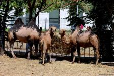 Turistlərin daha çox üz tutduğu məkanlardan biri Bakı Zooparkıdır (FOTO)