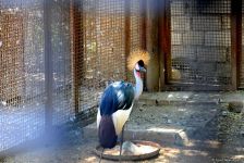 Turistlərin daha çox üz tutduğu məkanlardan biri Bakı Zooparkıdır (FOTO)