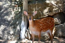 Turistlərin daha çox üz tutduğu məkanlardan biri Bakı Zooparkıdır (FOTO)