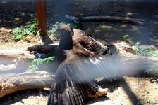 Turistlərin daha çox üz tutduğu məkanlardan biri Bakı Zooparkıdır (FOTO)