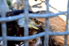 Turistlərin daha çox üz tutduğu məkanlardan biri Bakı Zooparkıdır (FOTO)