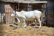 Turistlərin daha çox üz tutduğu məkanlardan biri Bakı Zooparkıdır (FOTO)