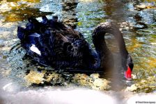 Turistlərin daha çox üz tutduğu məkanlardan biri Bakı Zooparkıdır (FOTO)
