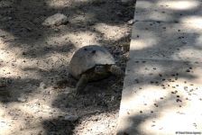 Turistlərin daha çox üz tutduğu məkanlardan biri Bakı Zooparkıdır (FOTO)