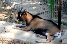 Turistlərin daha çox üz tutduğu məkanlardan biri Bakı Zooparkıdır (FOTO)