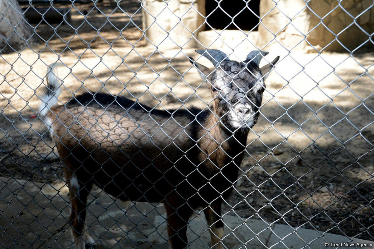 Turistlərin daha çox üz tutduğu məkanlardan biri Bakı Zooparkıdır (FOTO)